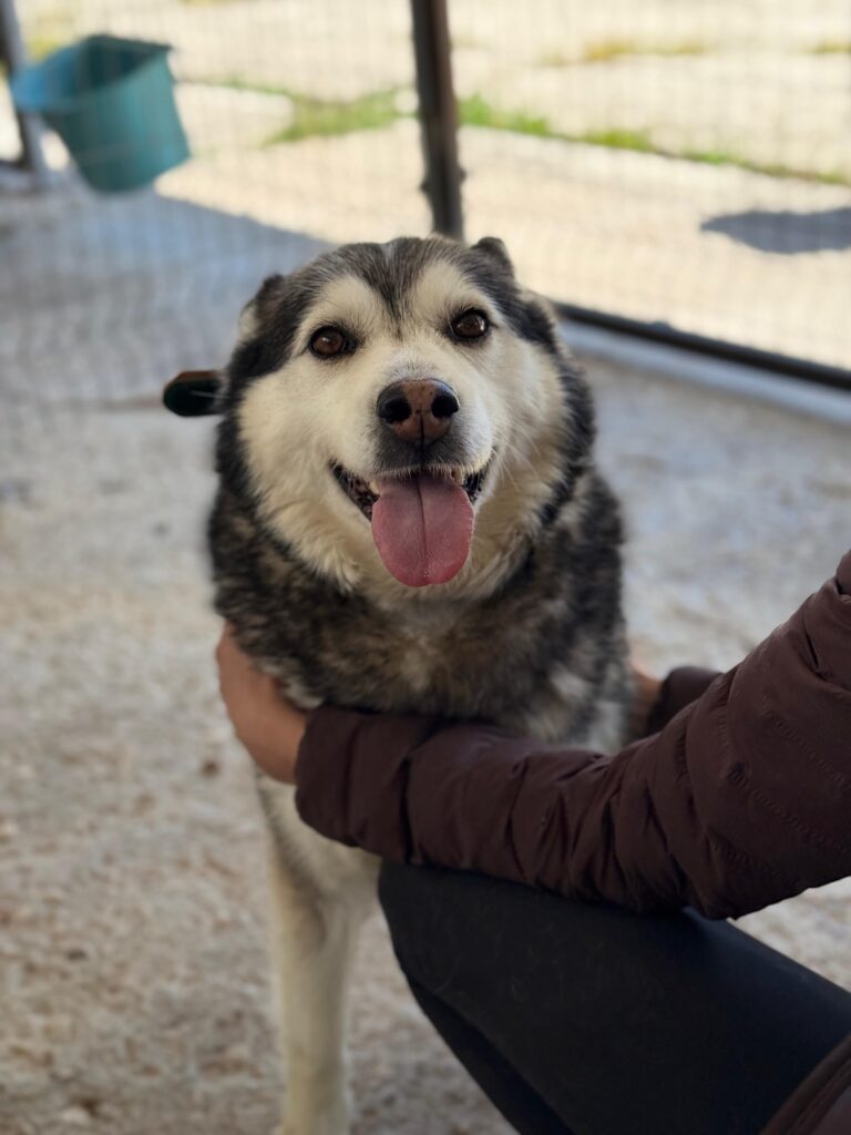 Niva-adoptieren