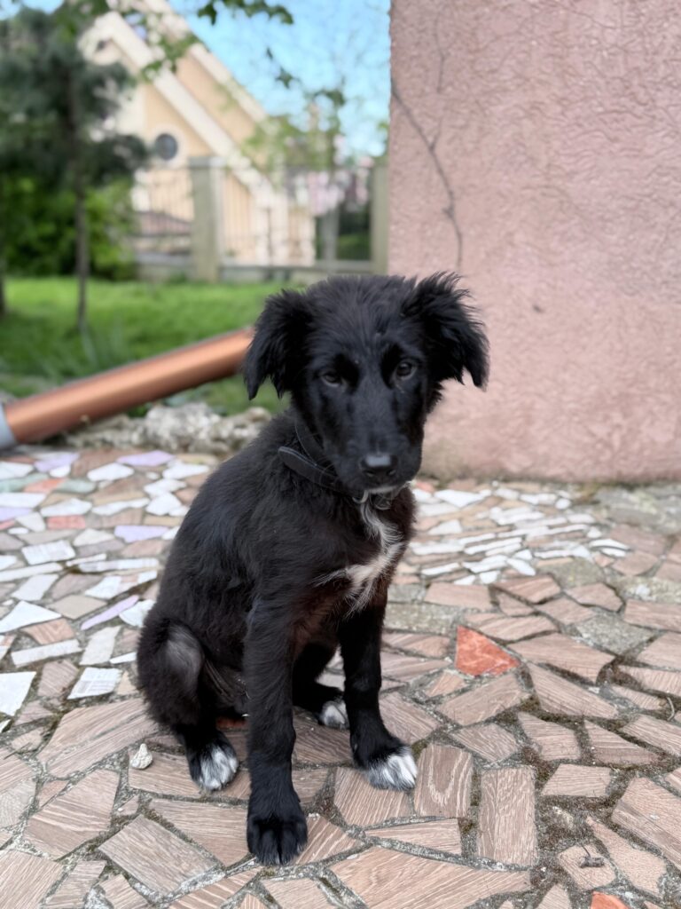 Tuli adoptieren