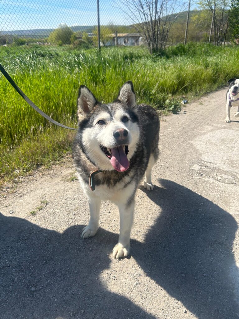 adoptiere Niva
