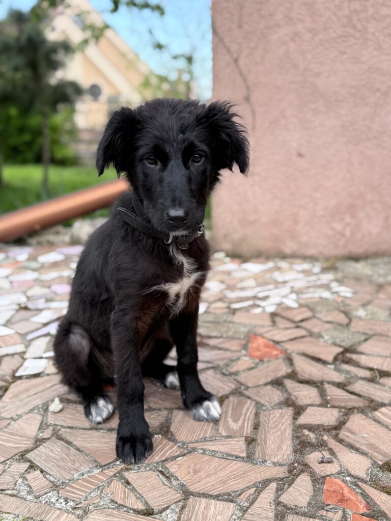 adoptiere Tuli