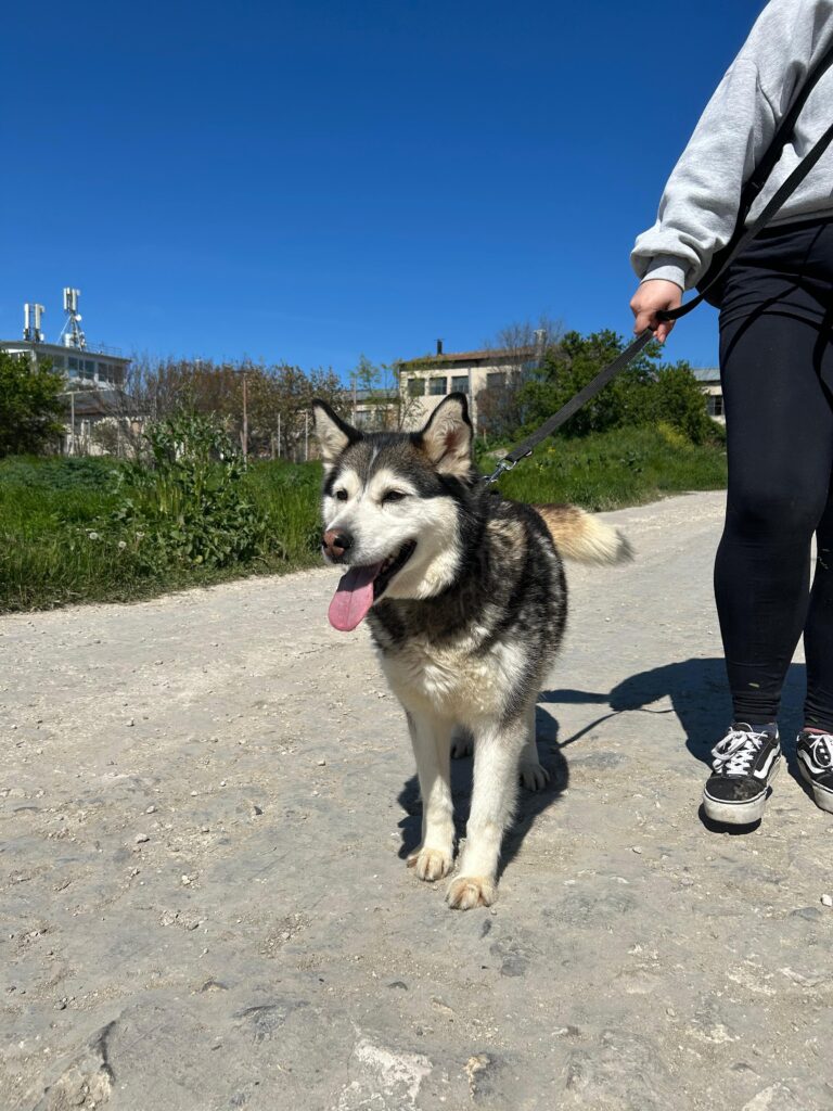 adoptiere hündin Niva