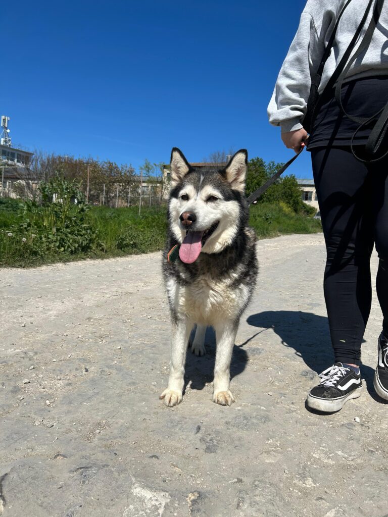 adoptiere hündin_ Niva