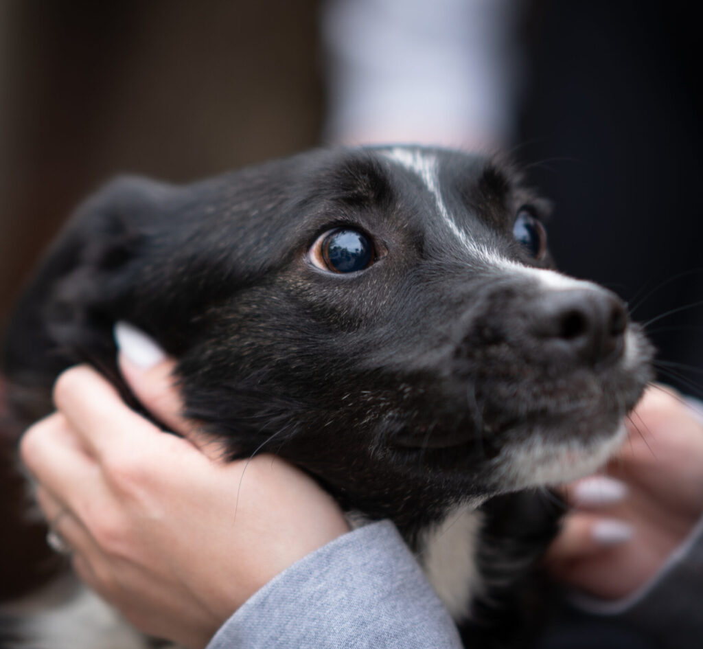 Hündin Betty adoptieren