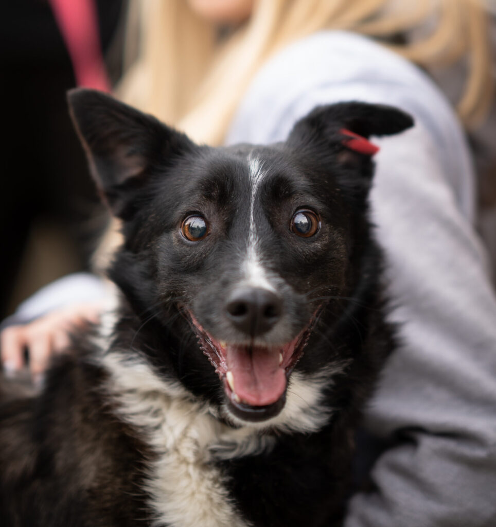 Hündin Betty adoptieren
