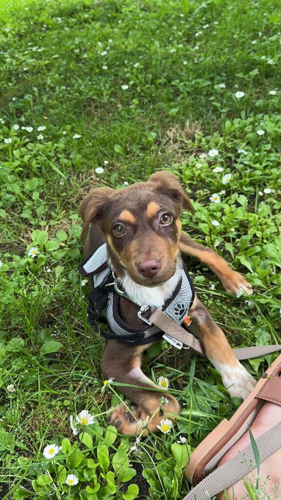 Enzo adoptieren