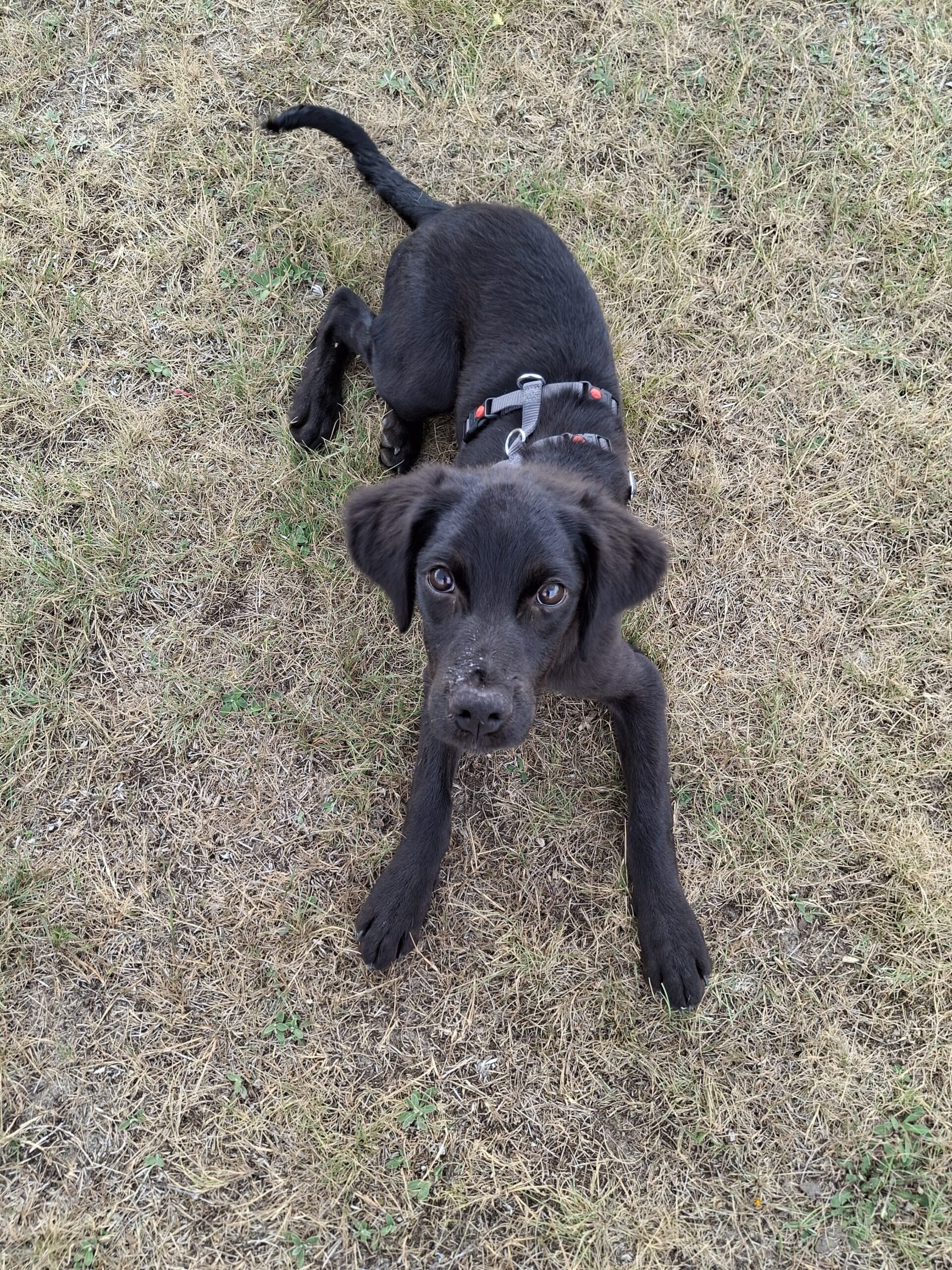 Welpe Nino adoptieren