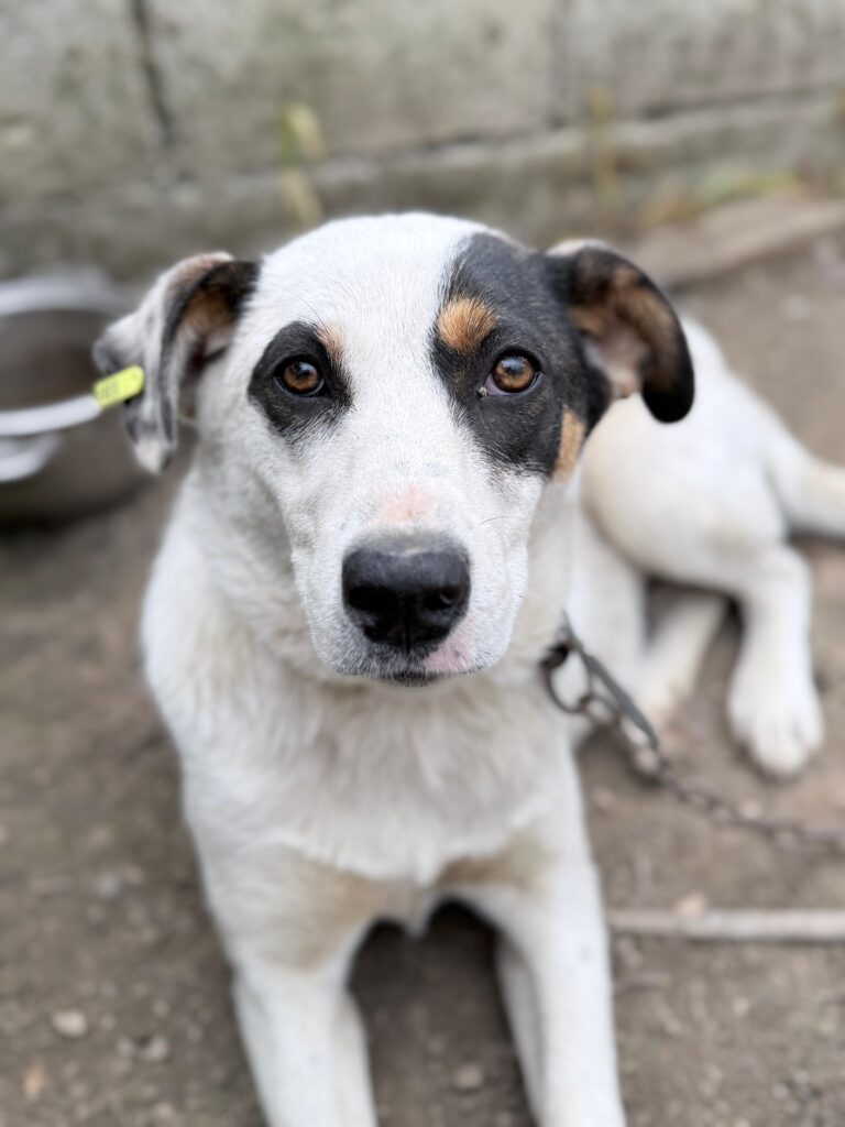 Hündin Yara adoptieren