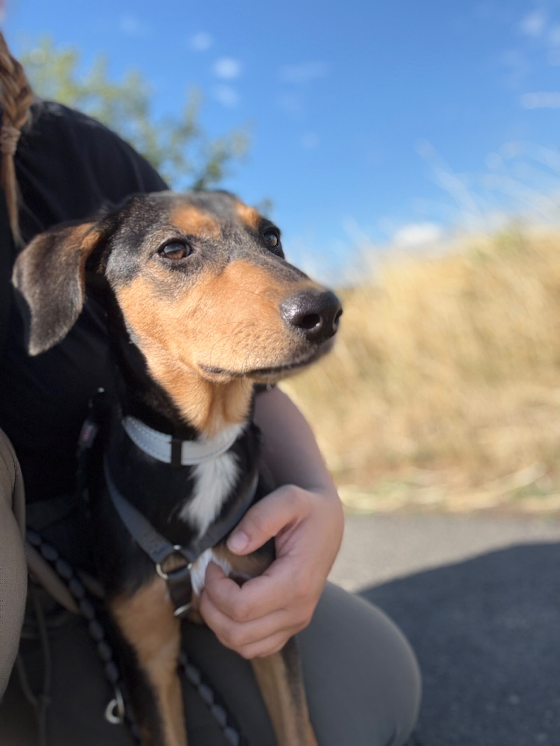 Welpe Heidi adoptieren