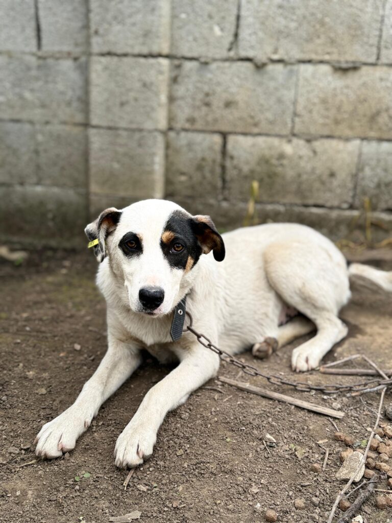 Hündin Yara adoptieren
