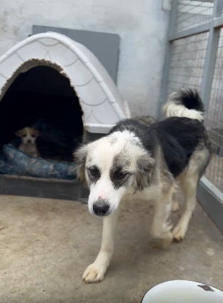 Adoptiere mochi