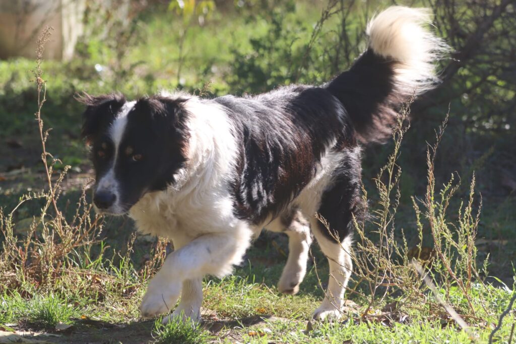 adoptiere Bruno