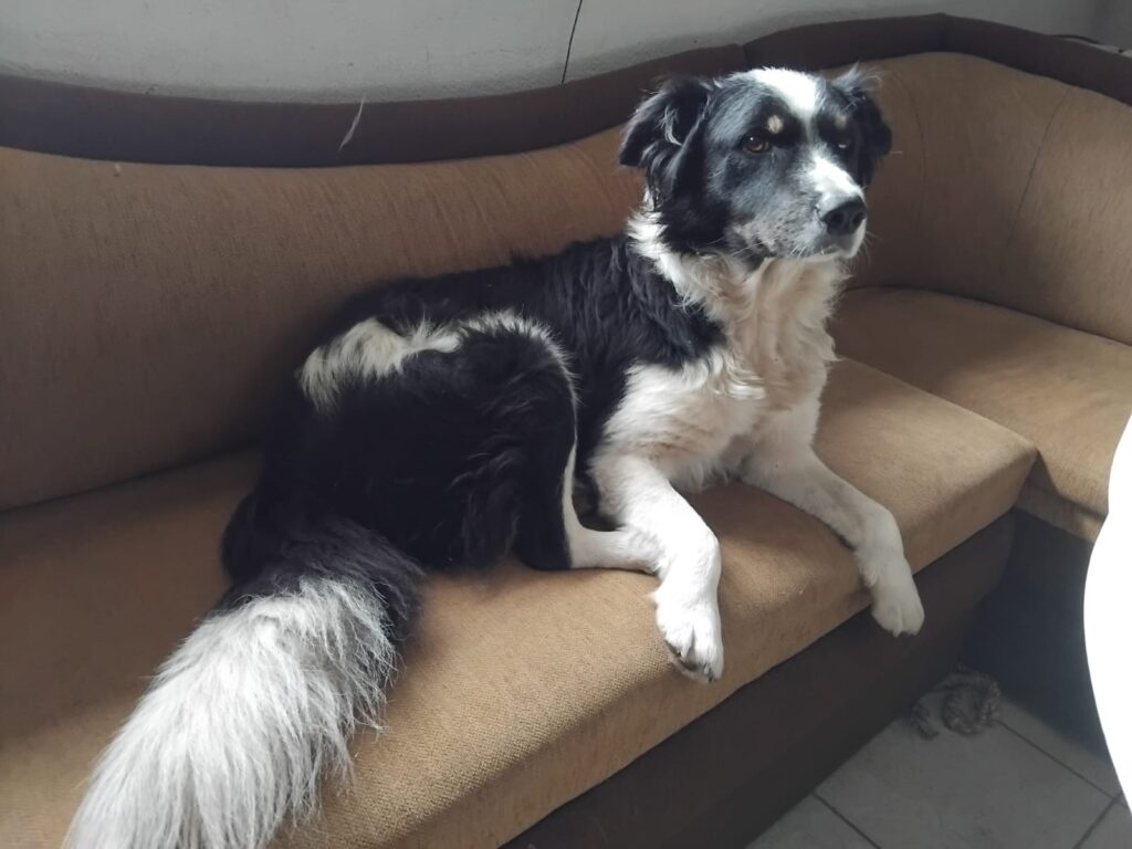 adoptiere Bruno