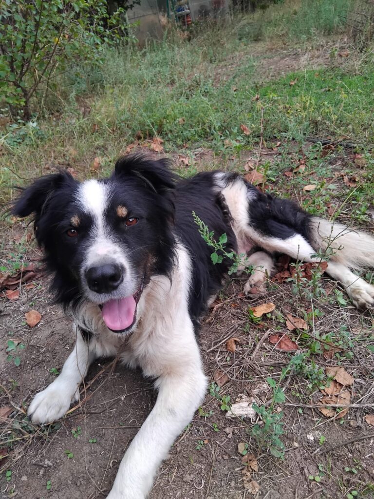 adoptiere Bruno
