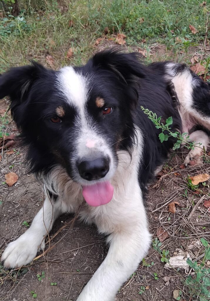 adoptiere Bruno
