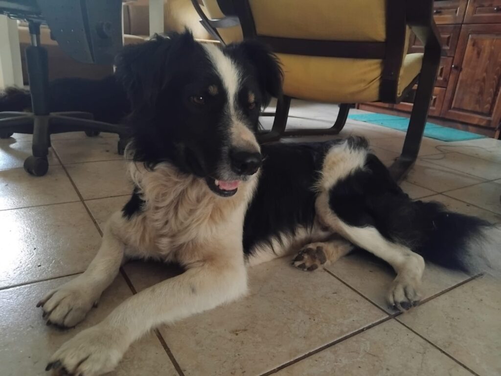 adoptiere Bruno