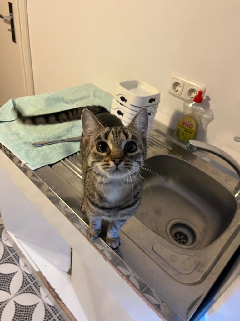 Katze_Thea