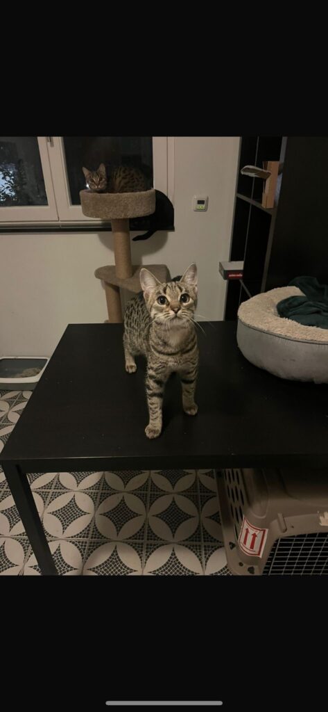 Katze_Thea_adoprieren