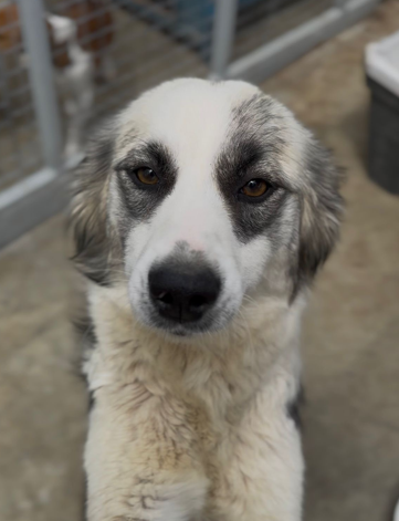 Mochi-Hündin adoptieren