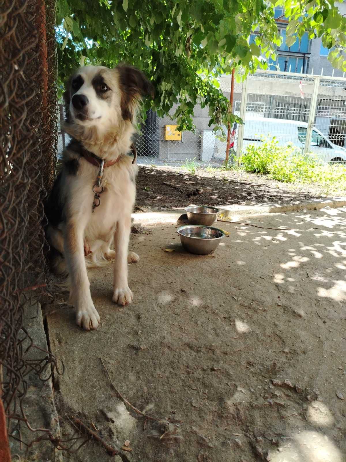 Mochi-hündin-adoptieren