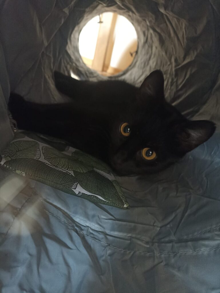 Nomi adoptieren