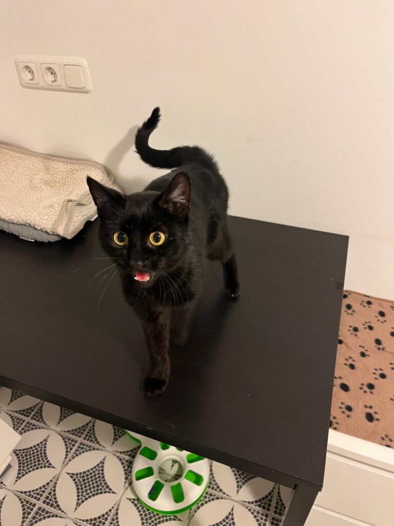 Nomi adoptieren