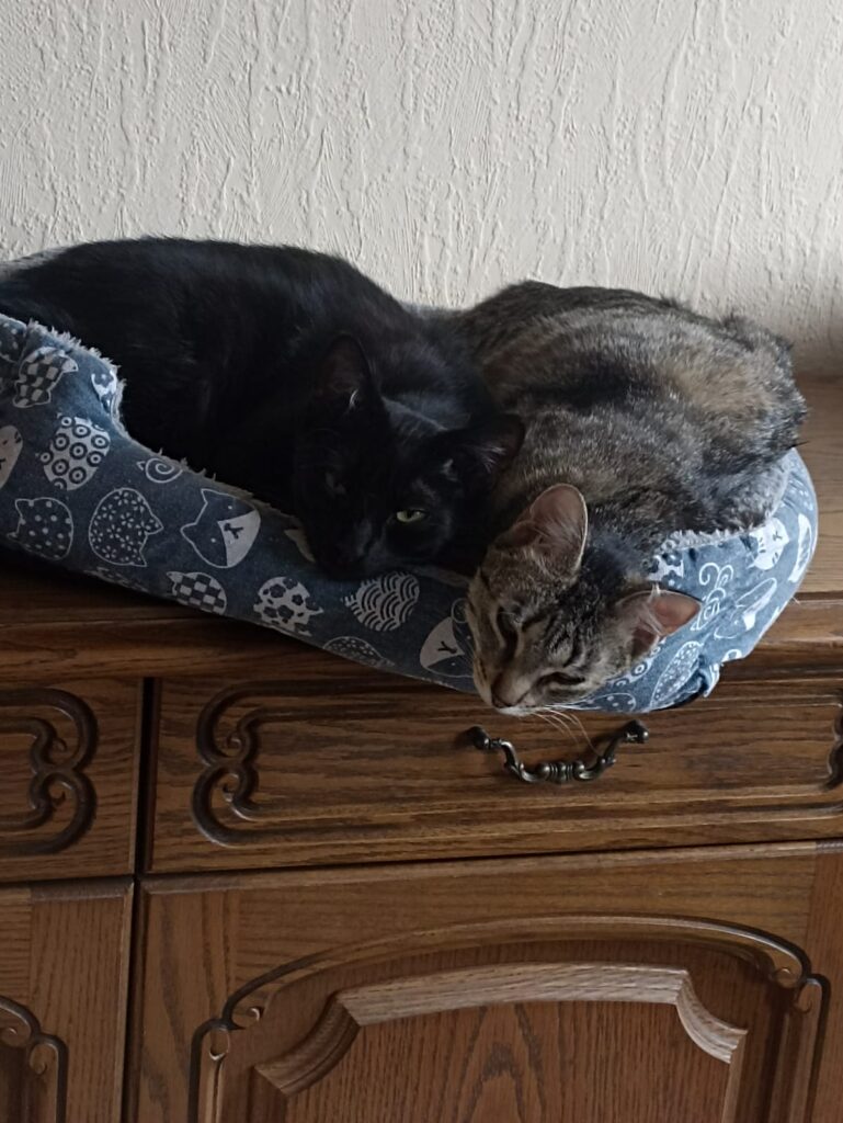 Nomi u. Thea_adoptieren_katzen