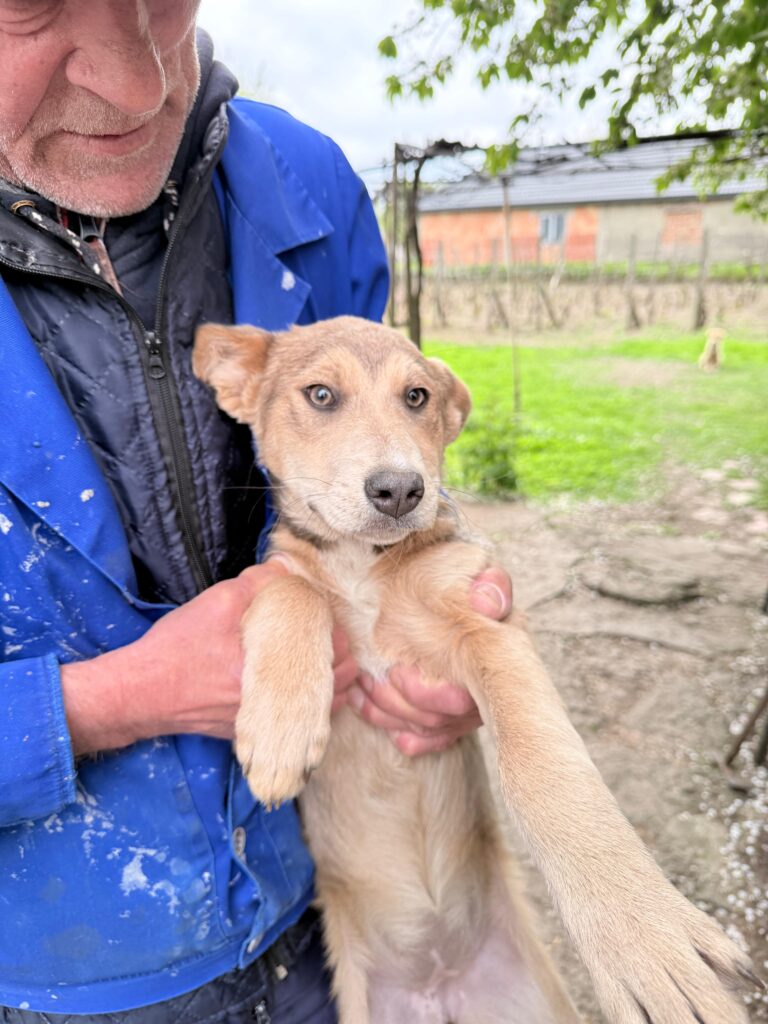 adoptiere Taya