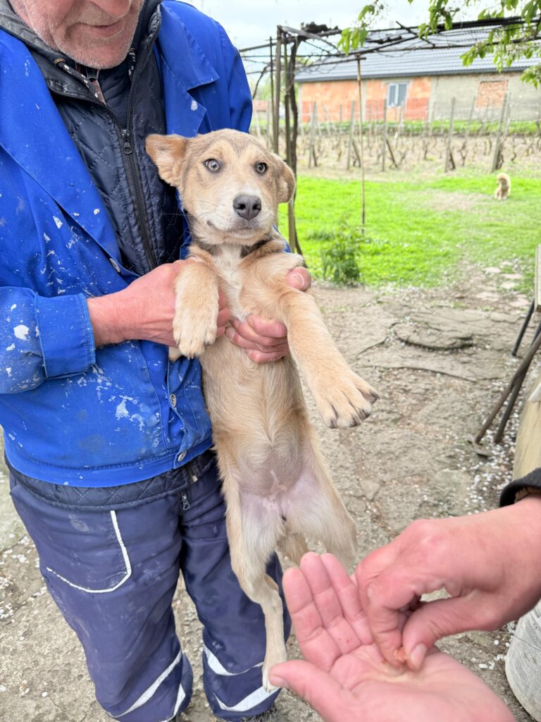 adoptiere Taya