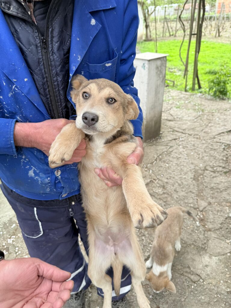 adoptiere Taya
