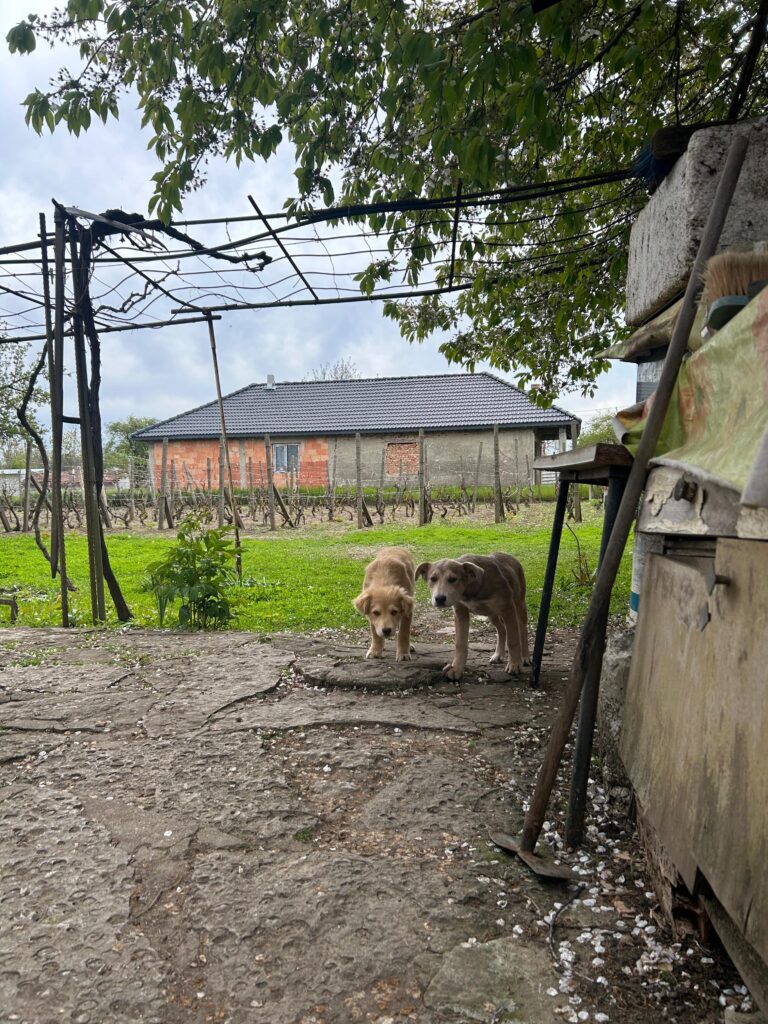 adoptiere Taya