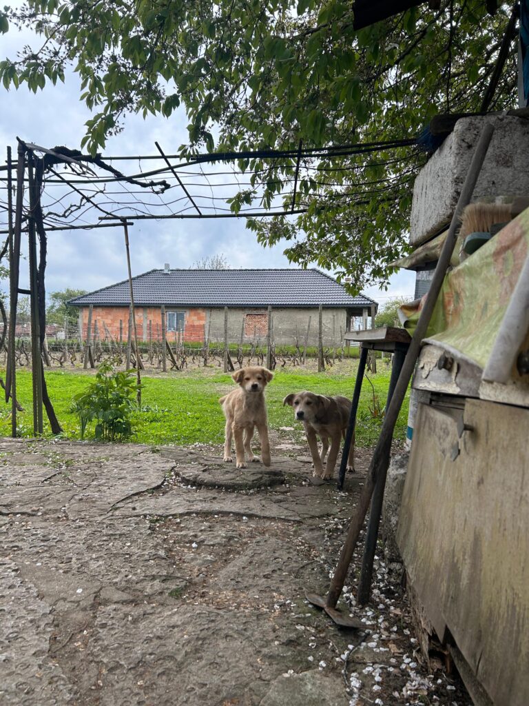 adoptiere Taya