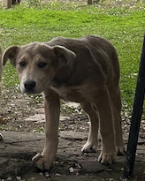 adoptiere Taya