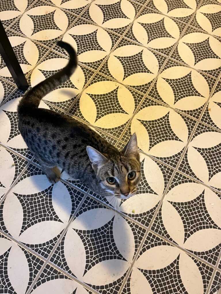 Katze_Thea