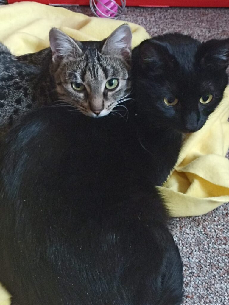 Thea u. Nomi_adoptieren-Katzen
