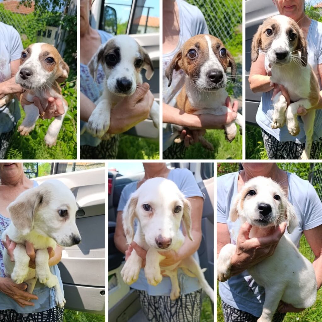 Welpen von Mochi Collage