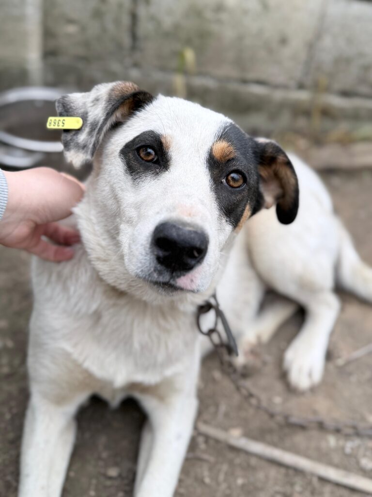 Hündin Yara adoptieren