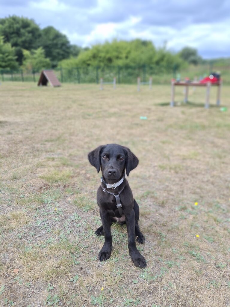 Welpe Nino adoptieren
