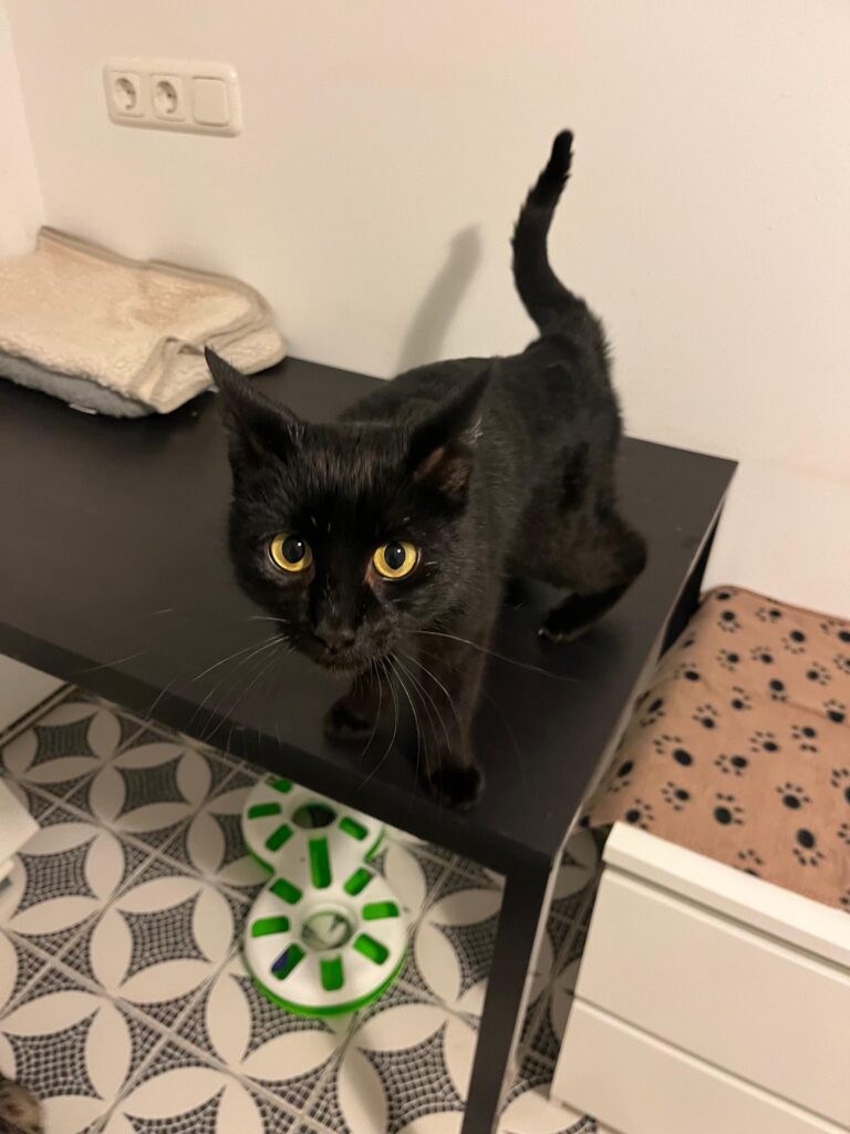 adoptiere Nomi