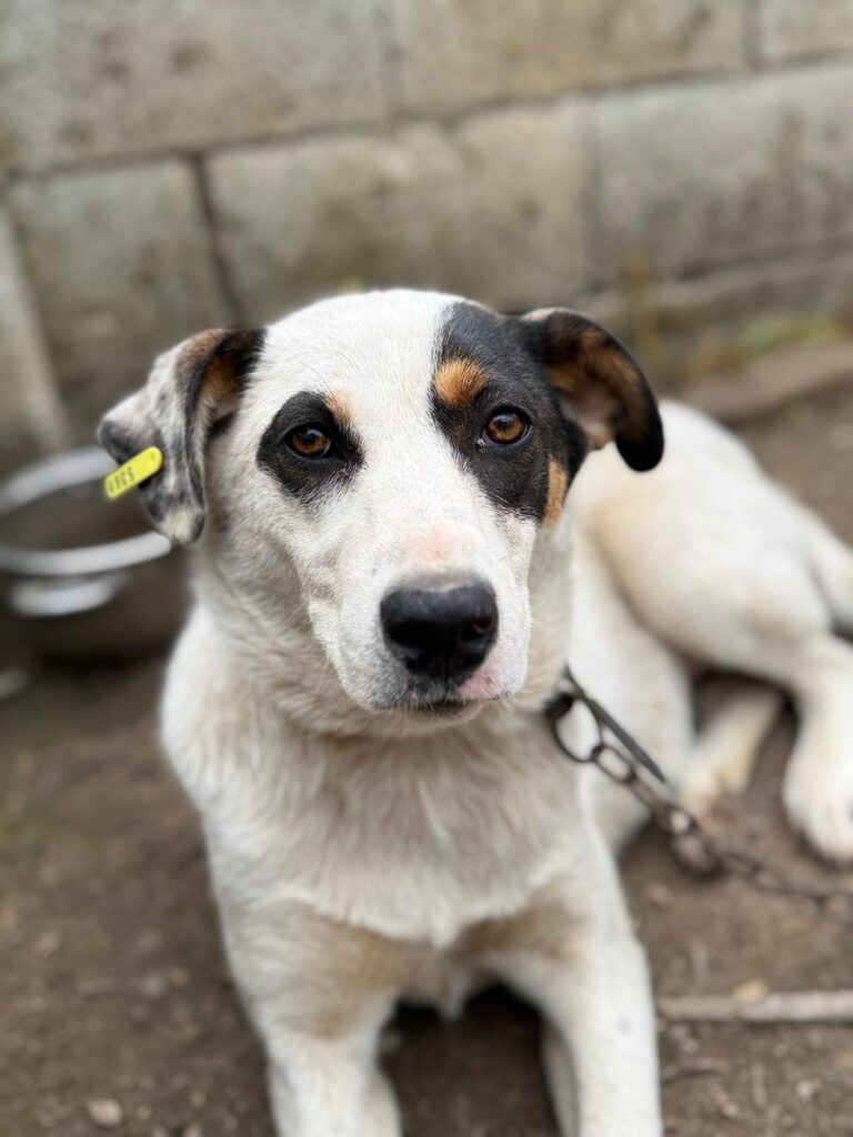 Hündin Yara adoptieren