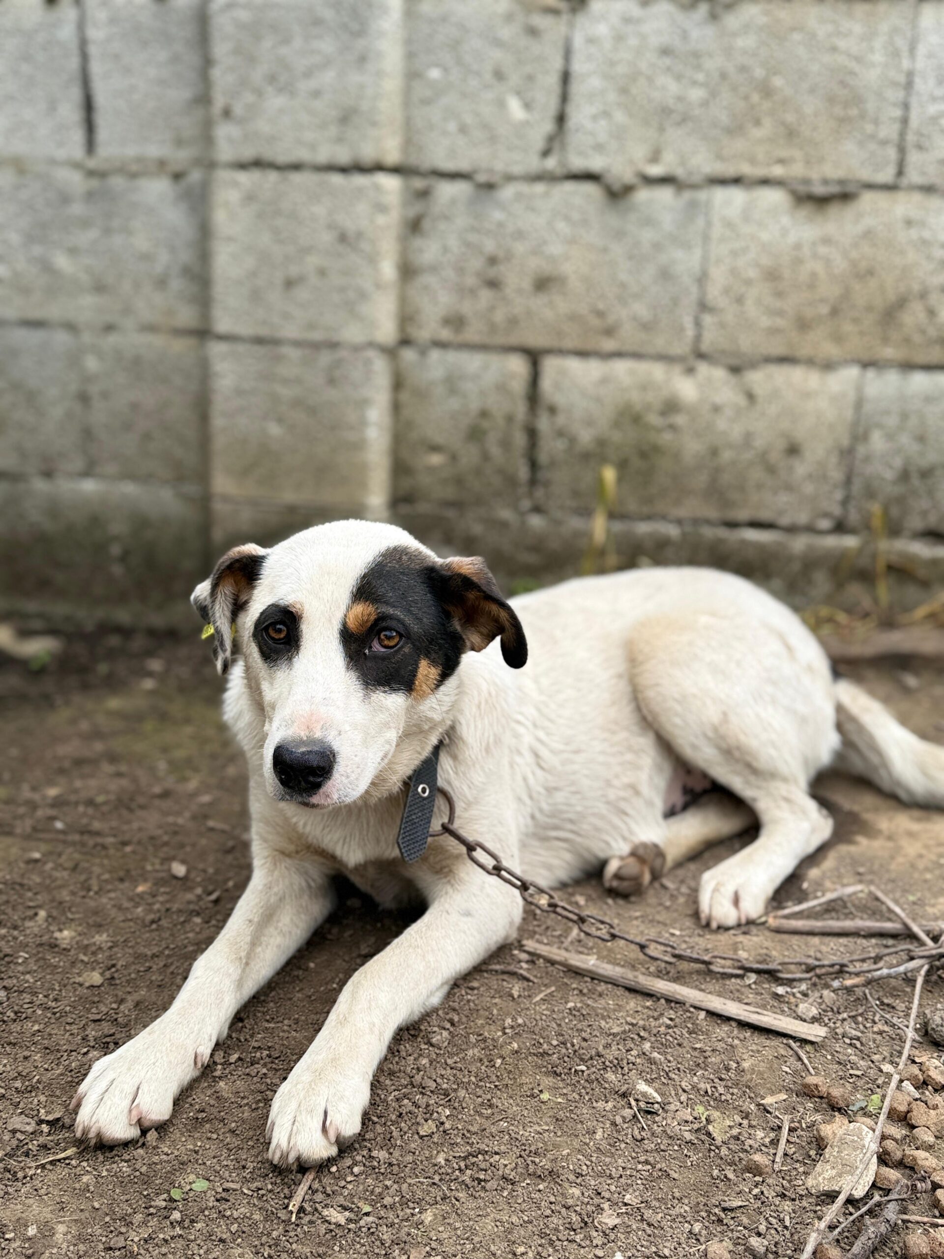 Hündin Yara adoptieren