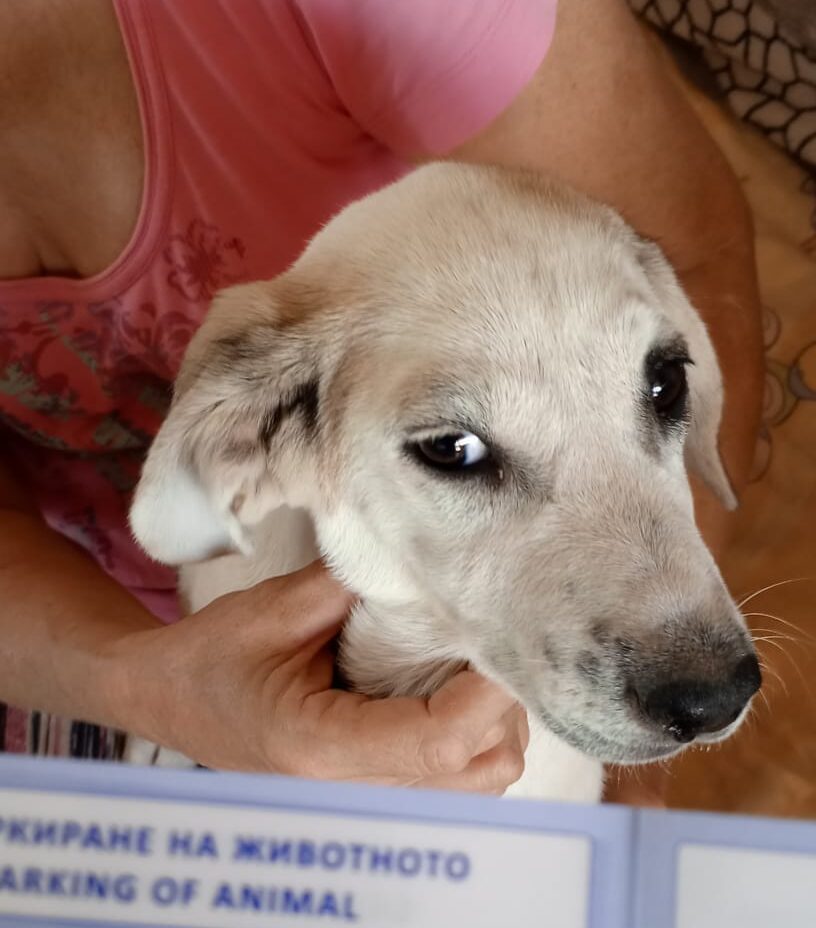 Dolly