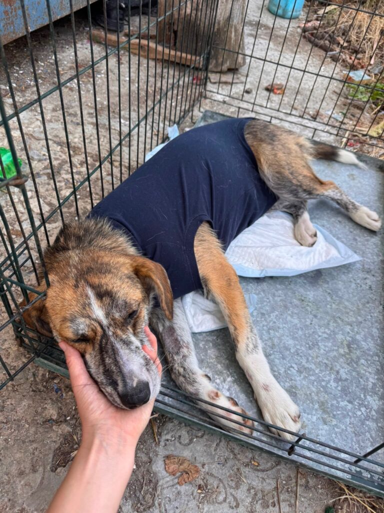 Cleo adoptieren