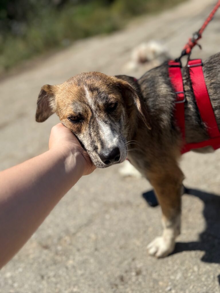 Cleo adoptieren