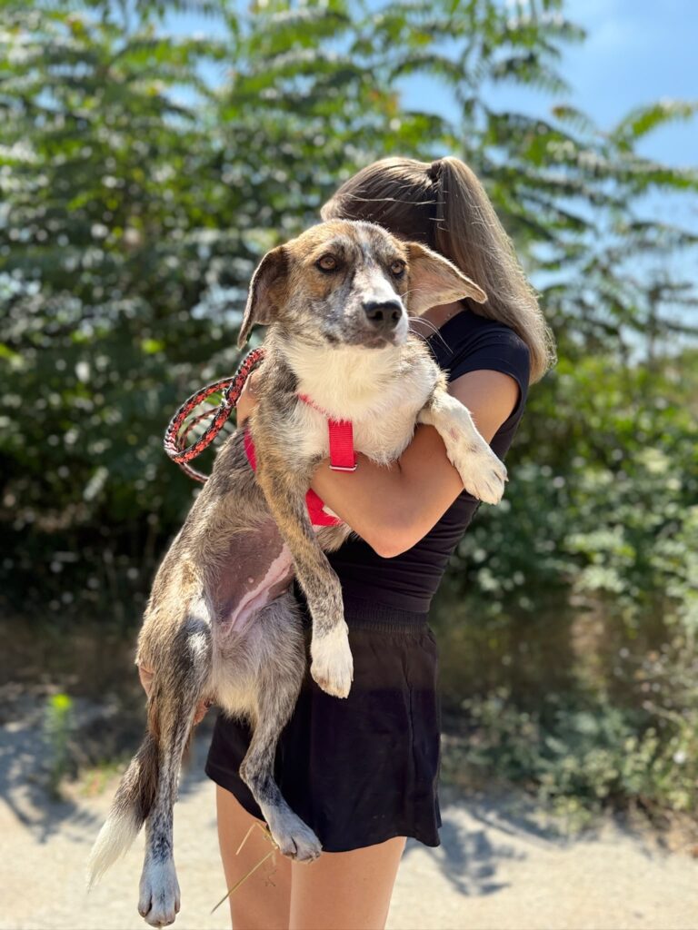 Cleo adoptieren