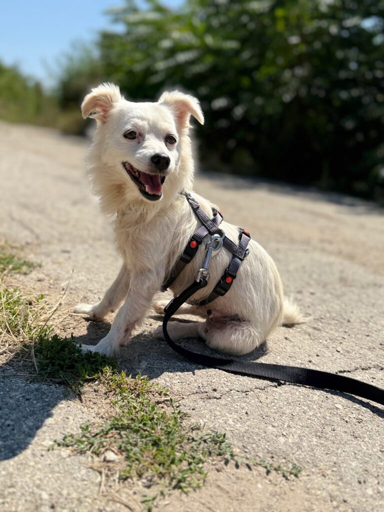 Cheddar-adoptieren