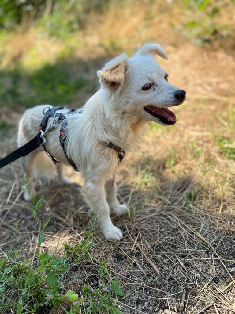 Hündin Cheddar adoptieren