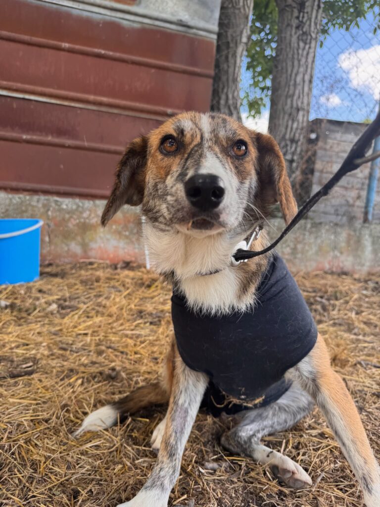 Cleo adoptieren