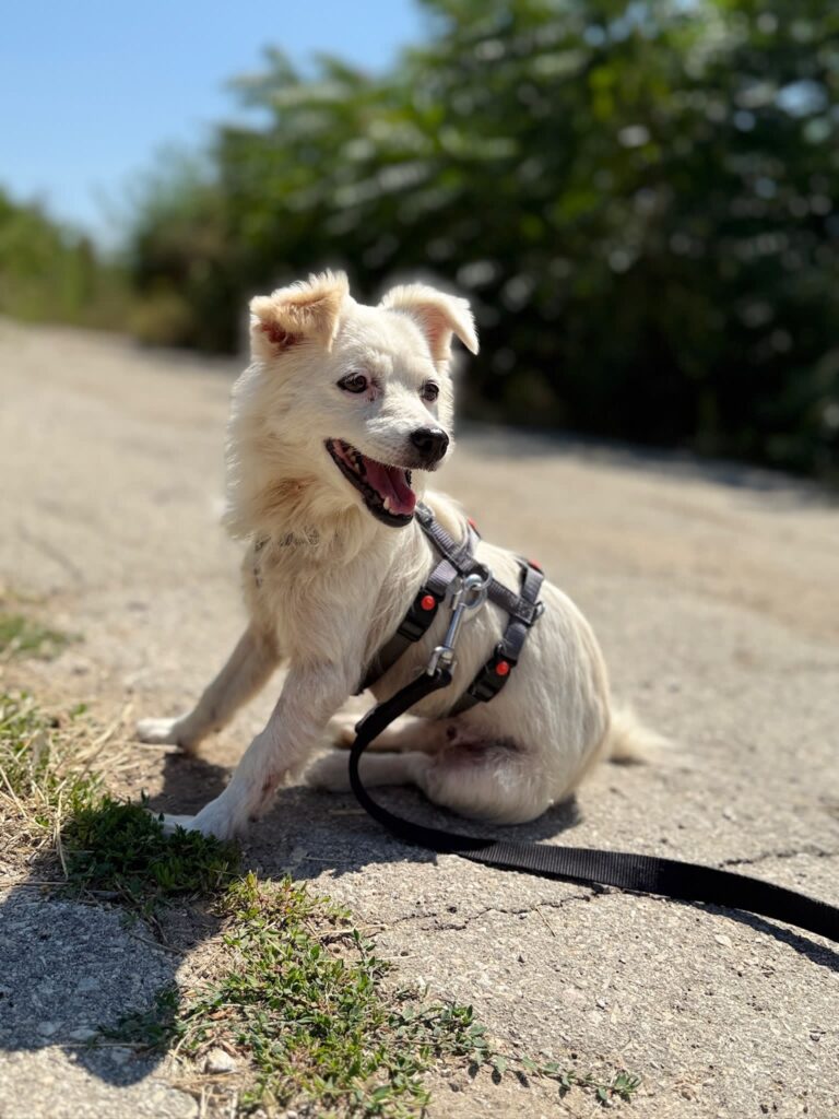Hündin Cheddar adoptieren