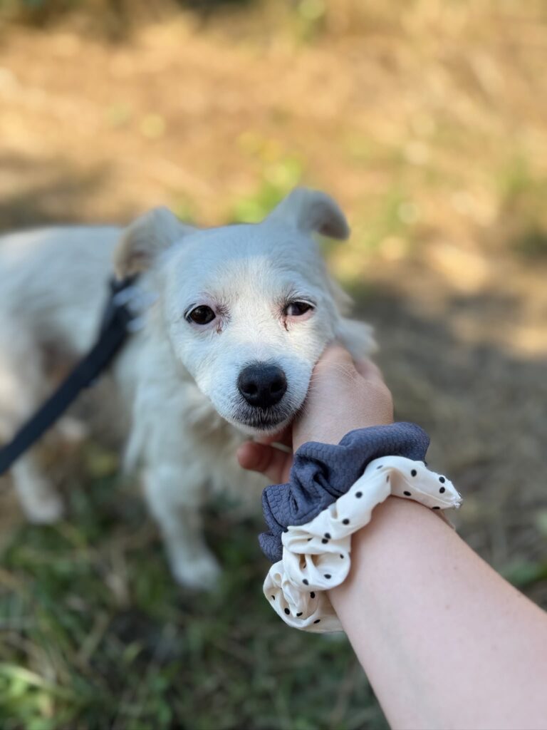 Hündin Cheddar adoptieren