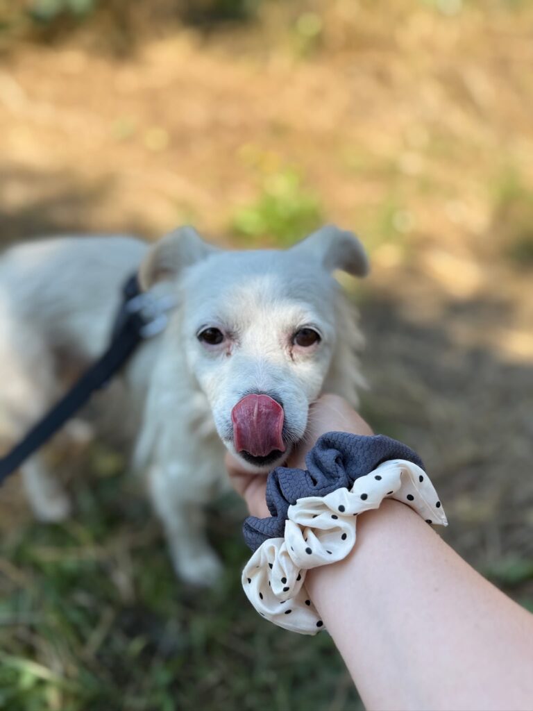 Cheddar-adoptieren